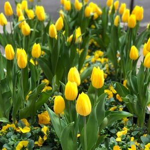 Meet your Posher, Ellie